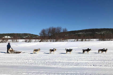 Rovaniemi: Husky Experience and Sled Ride with Pro Photos