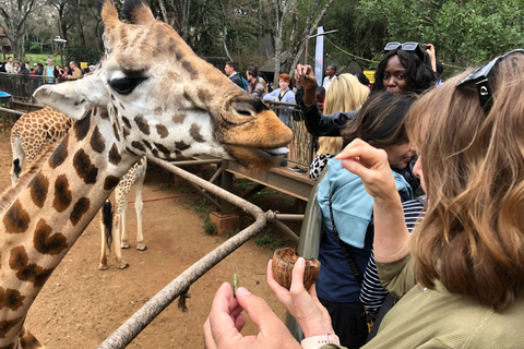 Wycieczka do Nairobi do Parku Narodowego, centrum słoni i żyraf.