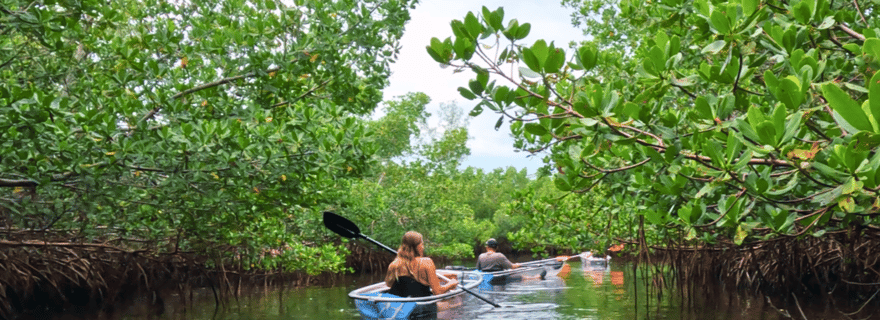 Sarasota : excursion en kayak transparent, tunnel de mangrove et plage