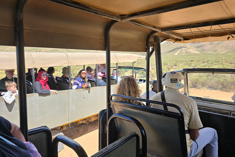 Cape Town: Cruise Passengers sunset Safari & Wine Tour