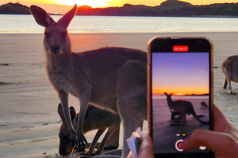 Lever de soleil avec les Kangourous et les Wallabies - Airlie Beach