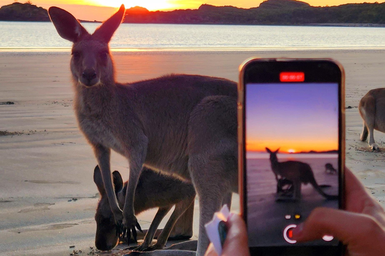 Wschód słońca z kangurami i walabiami - Airlie Beach