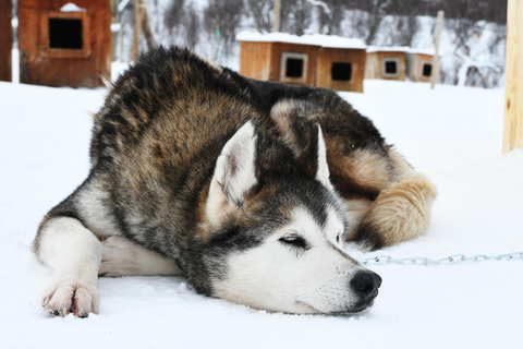 Bodø-Saltdal: Dog Sledding Adventure