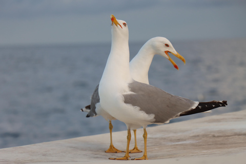 رحلة بالقارب ليوم كامل، سباحة في الكهف، غداء ومشروبات - ميدولين/سيجاMedulin: رحلة بحرية بالقارب إلى Kamen
