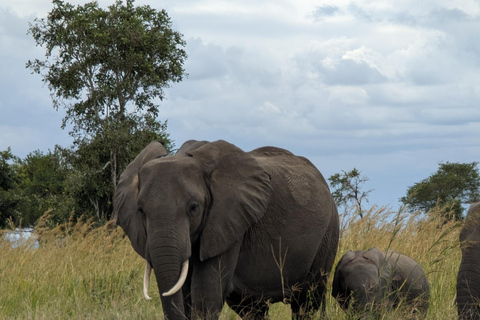 Z Zanzibaru: 2-dniowe safari w Selous z lotami i spacerem po buszuZanzibar: Selous 2-Day Safari with Flights &amp; Bush Walk