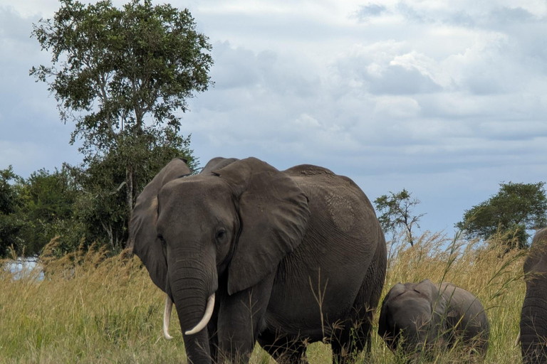 Z Zanzibaru: 2-dniowe safari w Selous z lotami i spacerem po buszuZanzibar: Selous 2-Day Safari with Flights &amp; Bush Walk