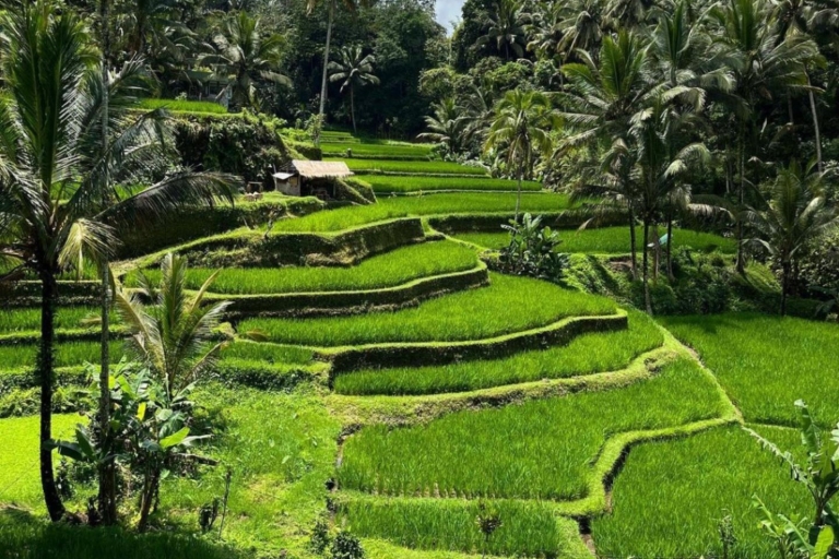 Best Ubud Waterfalls, Rice Terrace & Swing - Inclusive Tour Exluded Entry Tickets