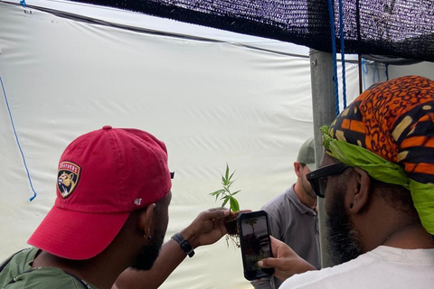 Private Medellín Cannabis Culture Tour with Lunch & Tasting