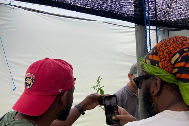 Private Medellín Cannabis Culture Tour with Lunch & Tasting