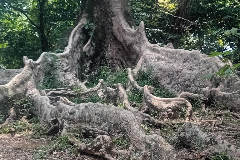 Bogor Botanical Garden and Domas Megalithic Site Tour