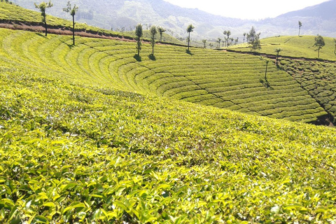 Sri Lanka : Circuit de 6 jours à Kandy, Nuwara Eliya, Bentota et Colombo