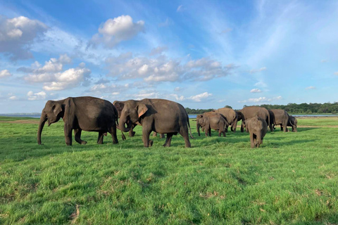 From Sigiriya: Minneriya National Park Private Safari Tour