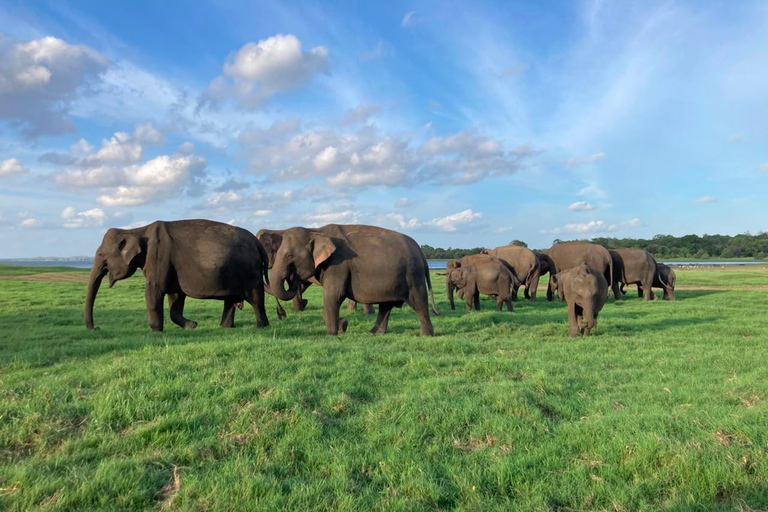 From Sigiriya: Minneriya National Park Private Safari Tour