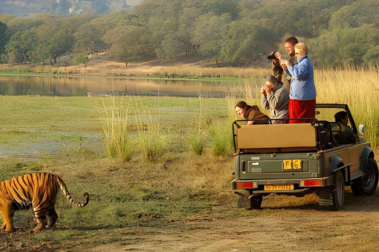 From Delhi: 4-Day Golden Triangle & Ranthambore Tiger Safari Tour with 5-Star Hotels