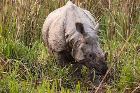 Safari med bengaliska tigrar och enhörningar i ChitwanSafari med bengaltigrar och enhörningar i Chitwan