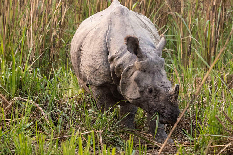 Safari med bengaliska tigrar och enhörningar i ChitwanSafari med bengaltigrar och enhörningar i Chitwan