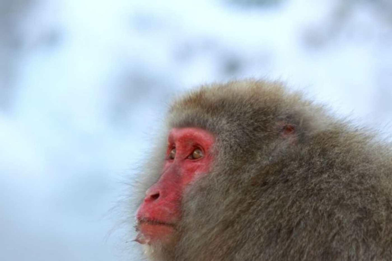 طوكيو جولة خاصة ليوم واحد في حديقة القرود الثلجية ومعبد زينكوجيجولة قرد الثلج ومعبد زينكوجي في سيا