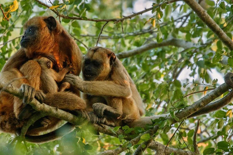 Excursión a la Isla de los Monos + Árbol Cojo