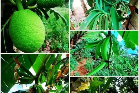 Zanzibar: Spice Farm, Stone Town or Jozani Forest with lunch Spice Farm Experience with lunch – (No Transport)