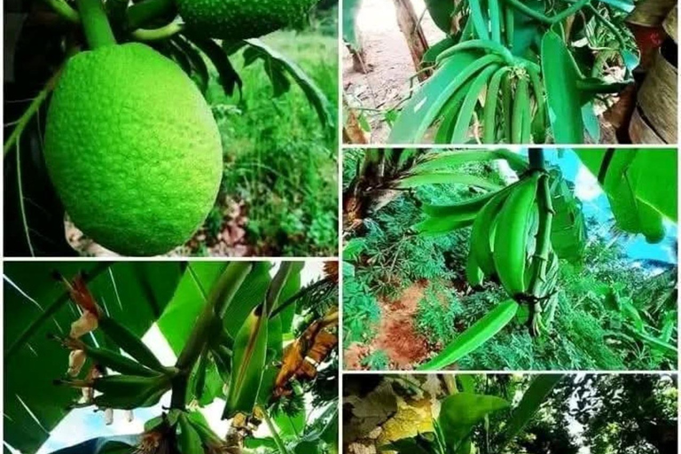 Zanzibar: Spice Farm, Stone Town or Jozani Forest with lunch Spice Farm Experience with lunch – (No Transport)
