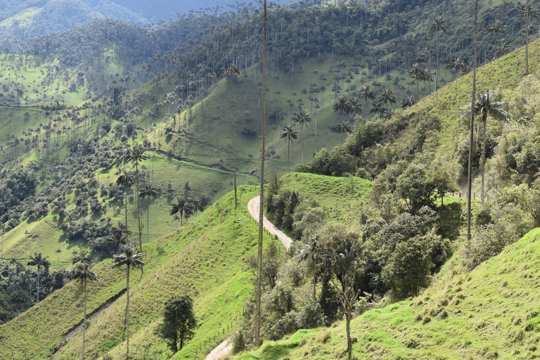 La Carbonera Adventure: Hiking & Horseback Riding in the Andean Palm Forest Salento: Tour to La Carbonera and the wax palm forest