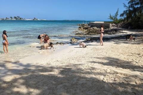 Pig Beach Schildkrötenschnorcheln, Nassau, Bahamas