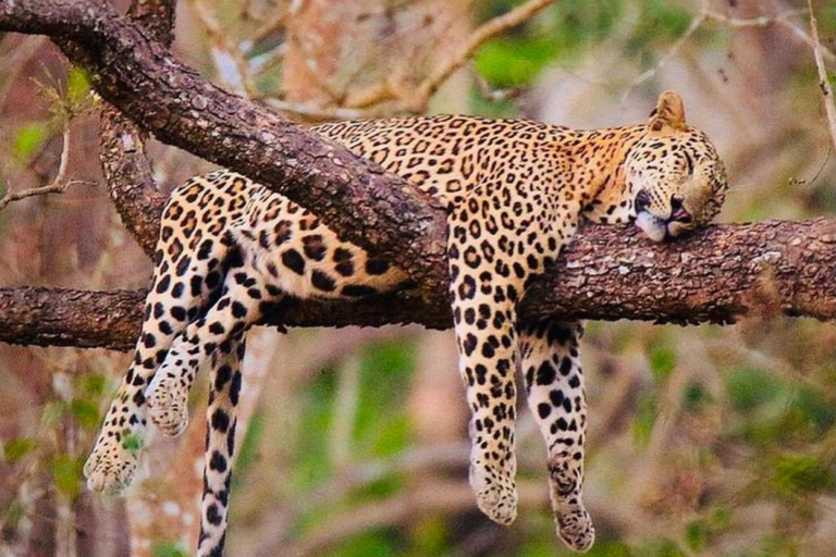 Hambantota Port: Yala Leopard Tracking Safari (Shared) Hambantota Port: Yala Leopard Tracking Safari (Private)