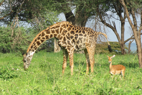 Arusha: Excursión de un día al Parque Nacional de Tarangire con safari en coche