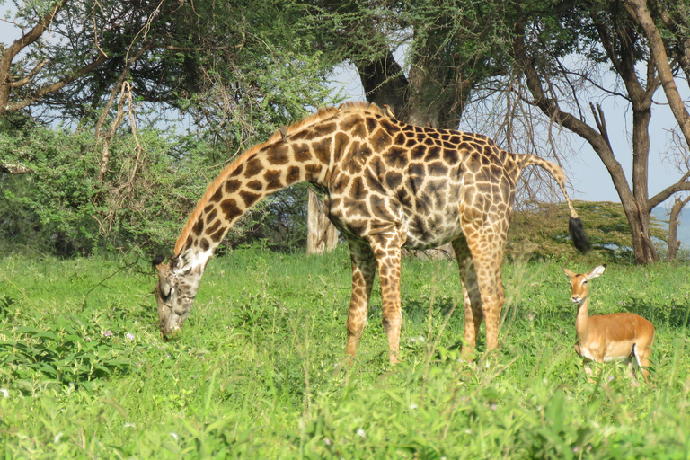 Arusha: Excursión de un día al Parque Nacional de Tarangire con safari en coche