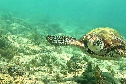 Cebu: Oslob Whale Sharks, Aguinid Falls & Moalboal Snorkling Shared Tour Option