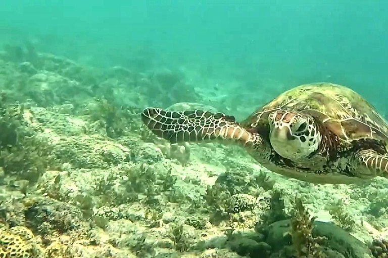 Cebu: Oslob Whale Sharks, Aguinid Falls & Moalboal Snorkling Shared Tour Option