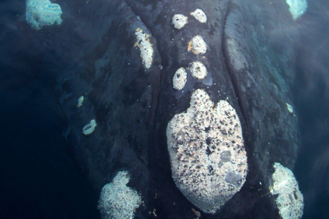 Puerto Piramides: Whale Watching Boat Trip