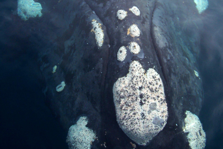Puerto Piramides: Whale Watching Boat Trip