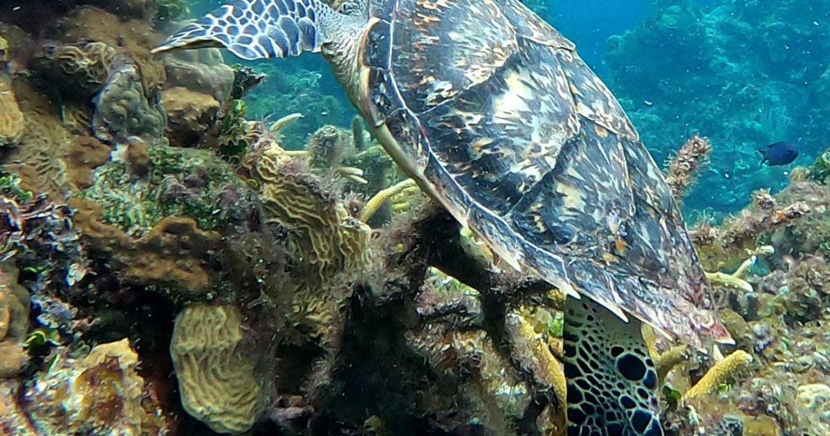 Cozumel Two tank boat diving trip | GetYourGuide