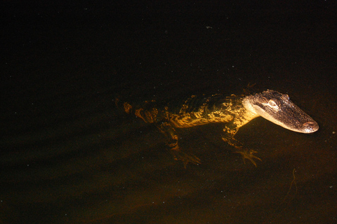 From Miami: Everglades Night Tour with Airboat Ride