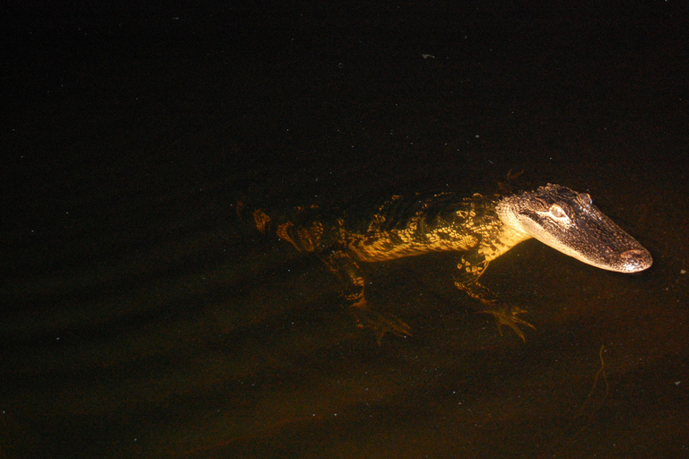 From Miami: Everglades Night Tour with Airboat Ride