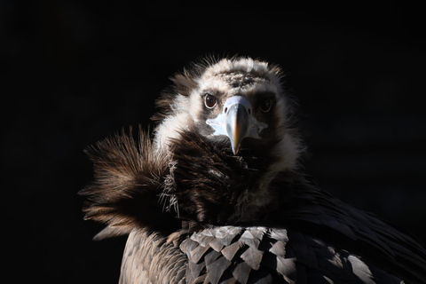 Ruhla: bilhete para um espetáculo aéreo com águias, corujas e muito mais.Ruhla: Bilhete para um show aéreo com águias, corujas e outros animais