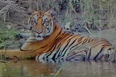 Chitwan National Park: Full-Day Jeep Safari with Lunch