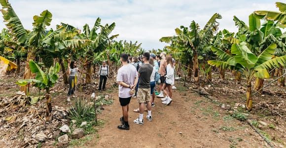 La Orotava: Eco Banana Plantation Tour with Banana Liquor