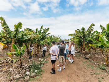 La Orotava: Excursión ecológica a una plantación de plátanos con licor de plátano
