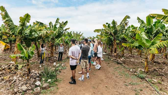 La Orotava: Eco-Banana Plantation Tour with Banana Liquor