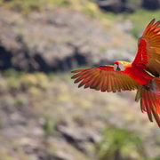 Excursion de Cusco à Puerto Maldonado et Tambopata 4 jours, 3 nuits