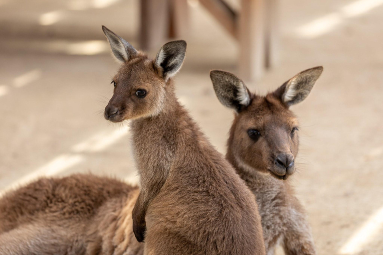 Japanese Tour Small Group: Blue Mountains, Scenic World, Zoo