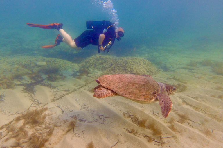 Paphos: Entdecken Sie das Tauchen mit Abholung
