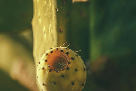 Teotihuacan: History, Culture and Pulque Tasting Bike Tour Private Tour