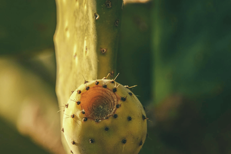 Teotihuacan: History, Culture and Pulque Tasting Bike Tour Private Tour