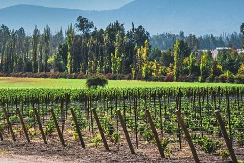 Viña Haras de Pirque Wine Experience