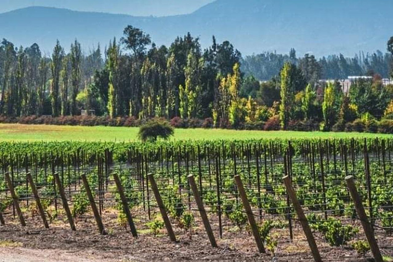 Viña Haras de Pirque Wine Experience