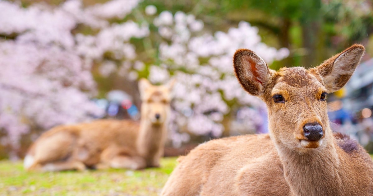 From Osaka Guided Day Trip to Kyoto and Nara GetYourGuide