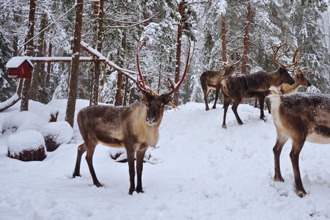Private Helsinki Reindeer Park Safari